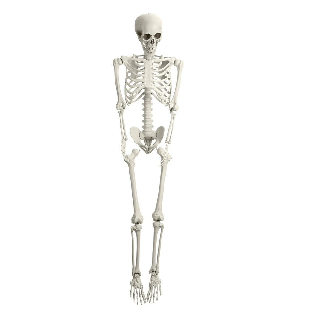 5.4FT Posable Skeleton E494869