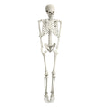 5.4FT Posable Skeleton E494869