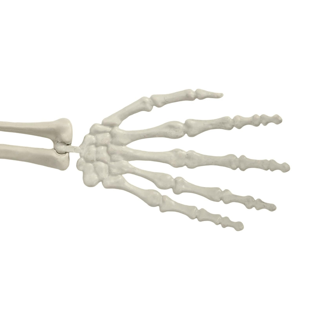 5.4FT Posable Skeleton E494869