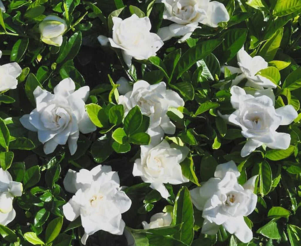 Cold Hardy Fragrant Evergreen Shrub 3 Inch Pot H1944