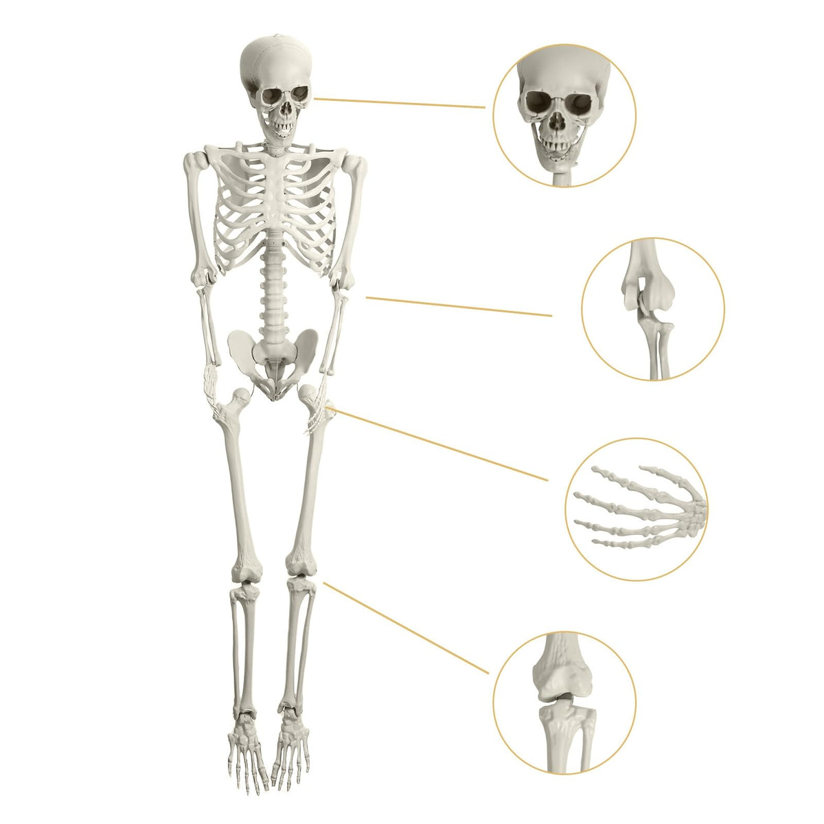 5.4FT Posable Skeleton E494869