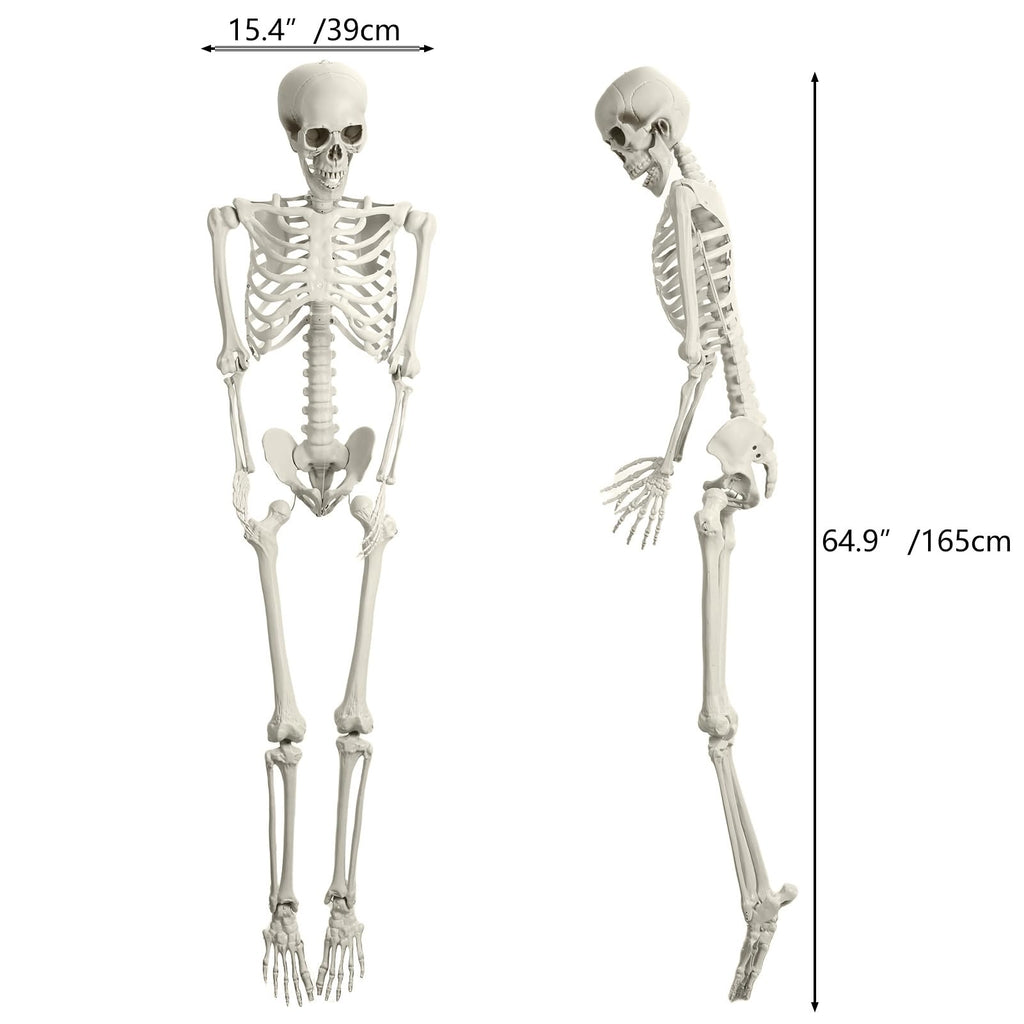 5.4FT Posable Skeleton E494869