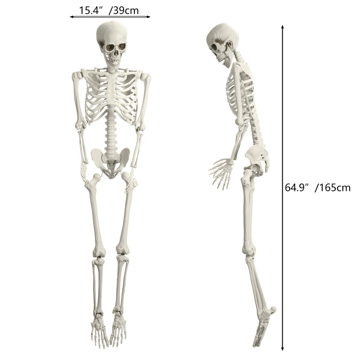 5.4FT Posable Skeleton E494869