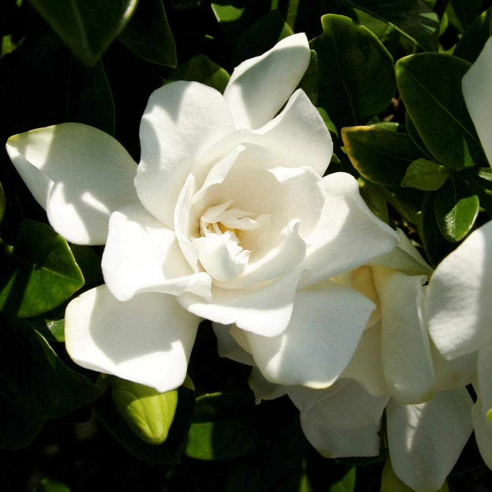 2 Gallon Fragrant White Blooms Flowering Evergreen Shrub G70111