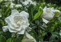 Cold Hardy Fragrant Evergreen Shrub 3 Inch Pot H1944
