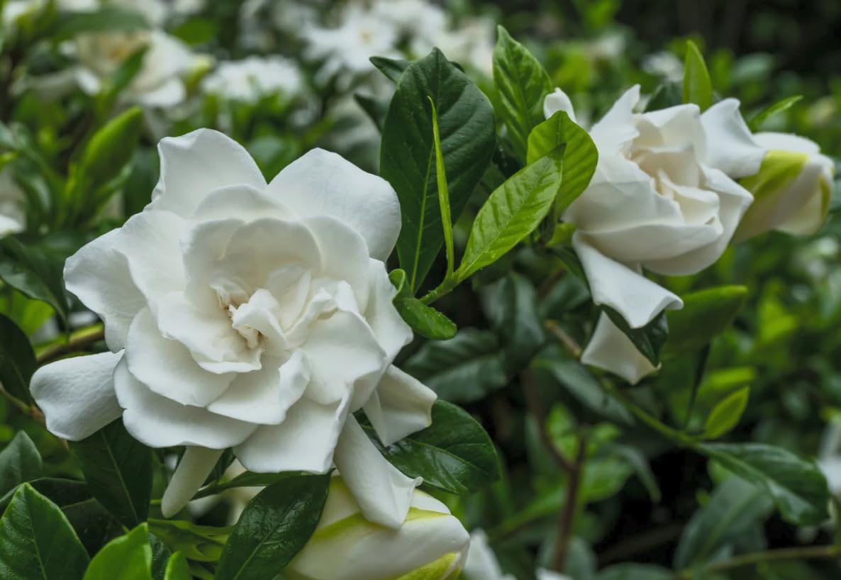 Cold Hardy Fragrant Evergreen Shrub 3 Inch Pot H1944