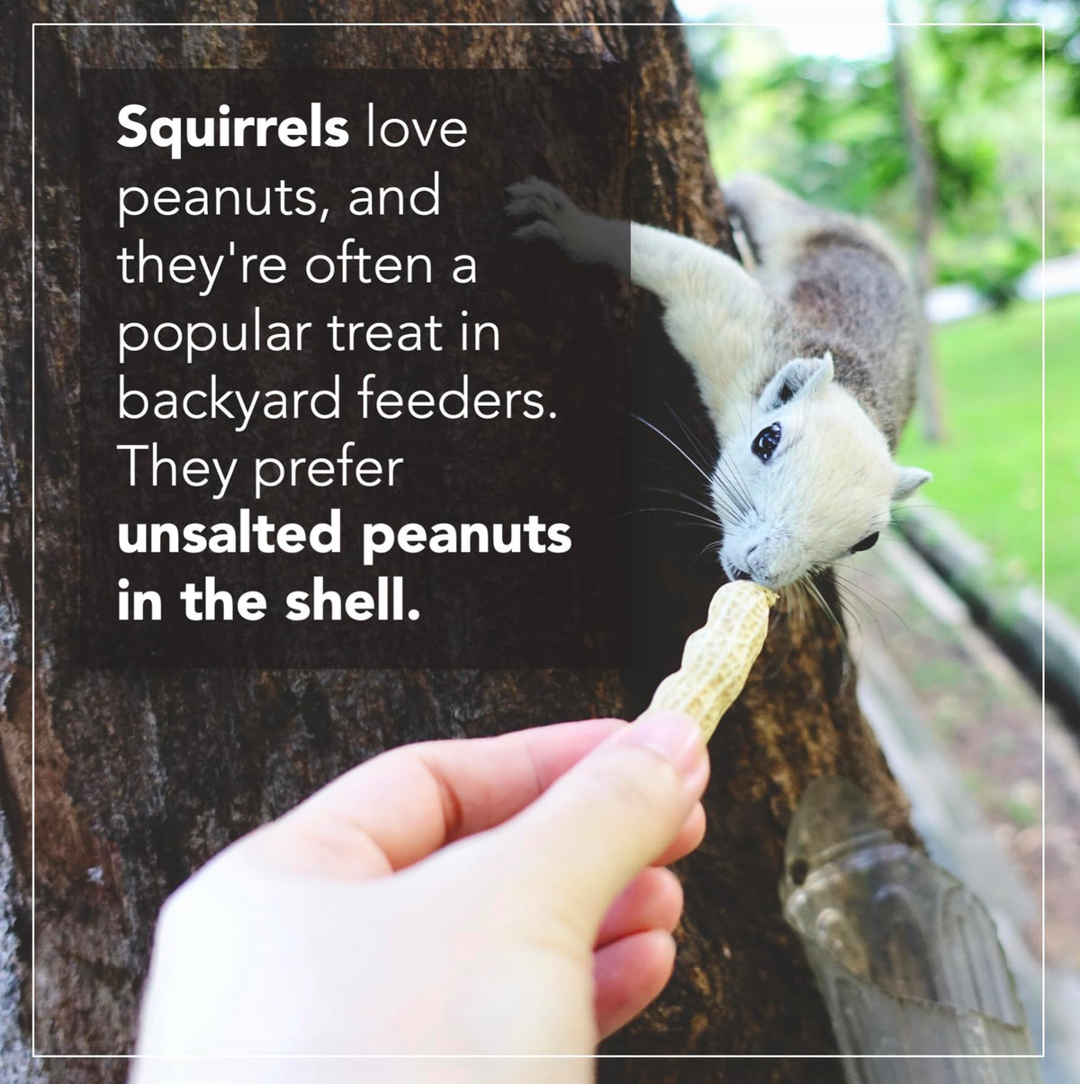 Raw Peanuts 50 LBS J540827