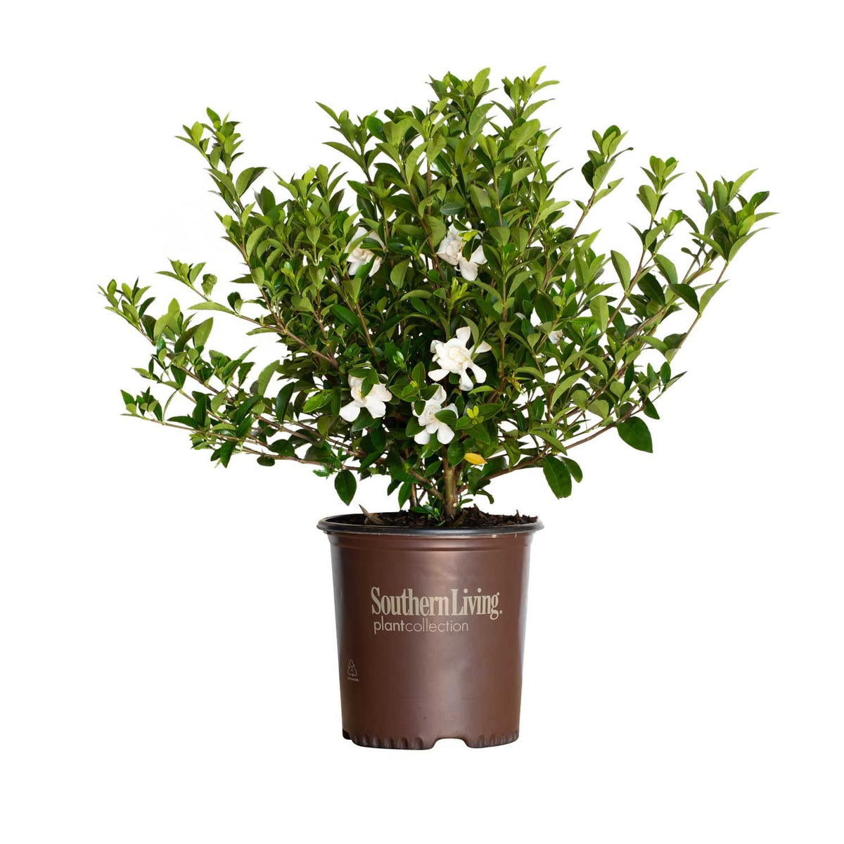 2 Gallon Fragrant White Blooms Flowering Evergreen Shrub G70111