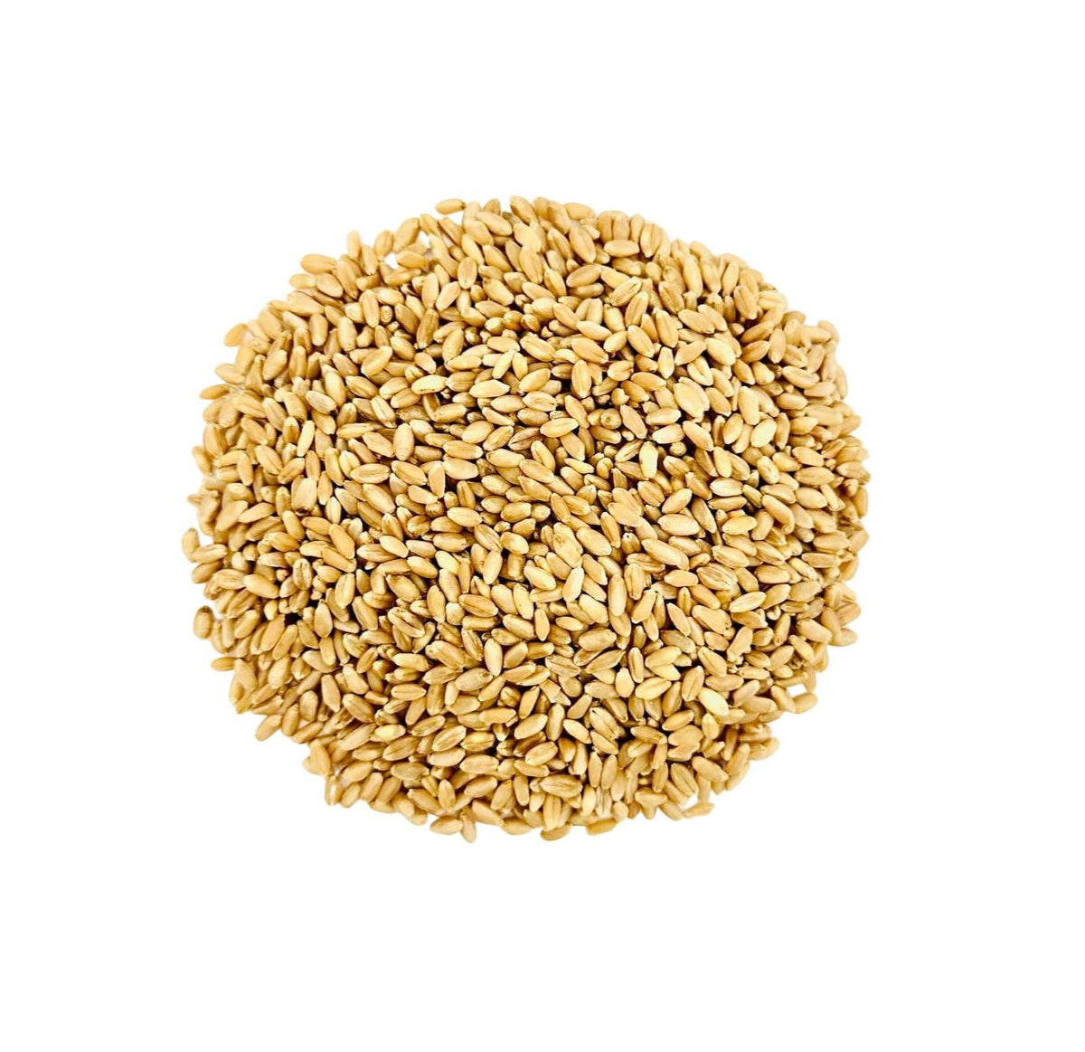 Hard White Wheat Berries 25 lb Bulk Non GMO F7133