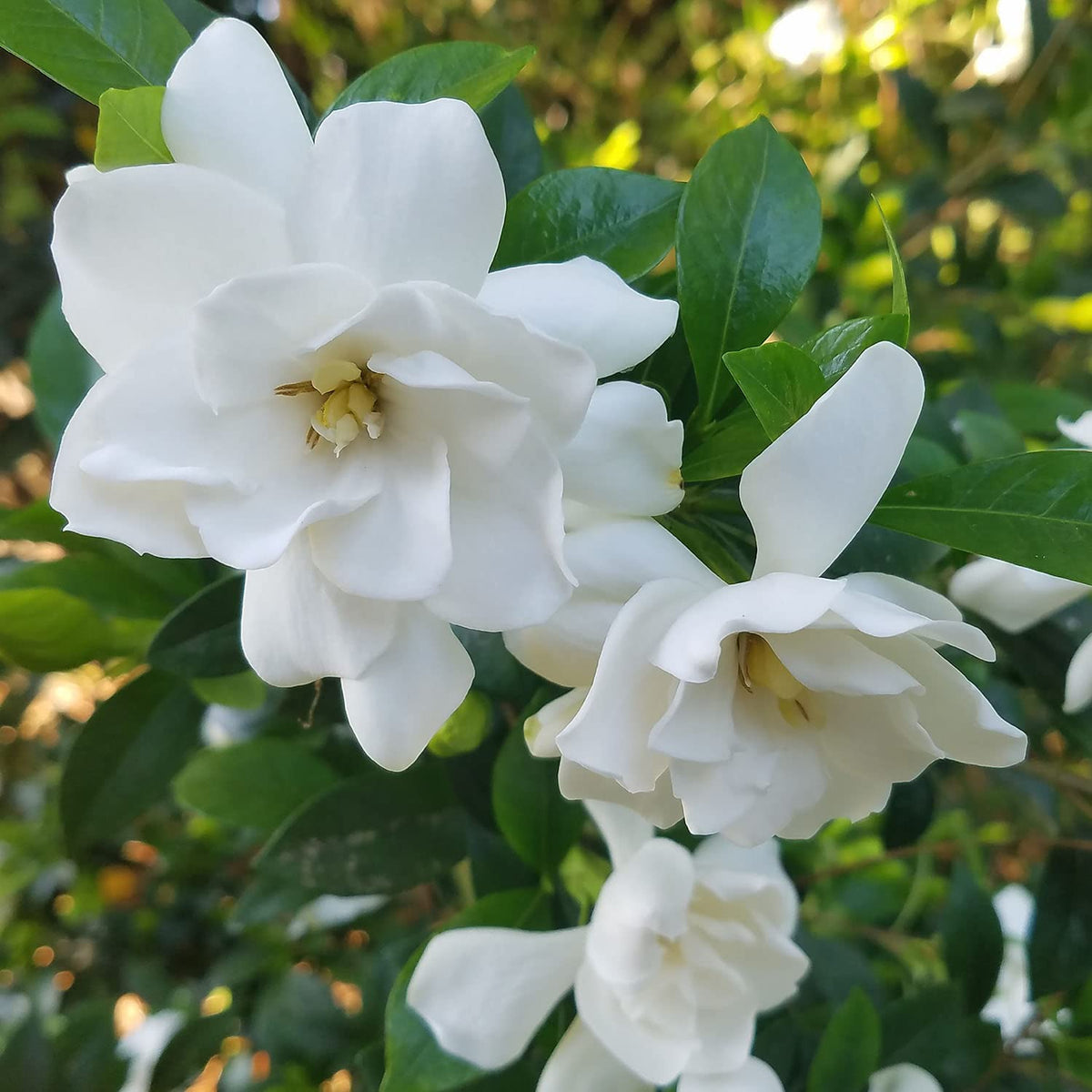 2 Gallon Fragrant White Blooms Flowering Evergreen Shrub G70111