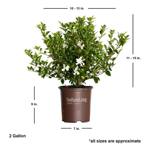 2 Gallon Fragrant White Blooms Flowering Evergreen Shrub G70111