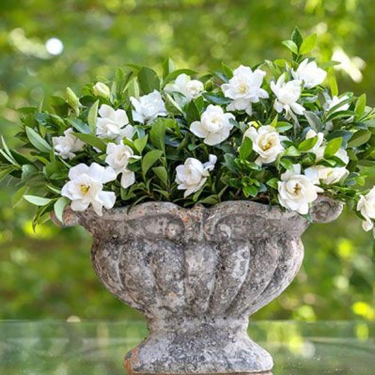 2 Gallon Fragrant White Blooms Flowering Evergreen Shrub G70111