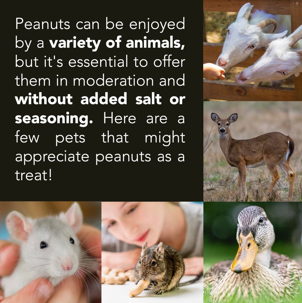 Raw Peanuts 50 LBS J540827