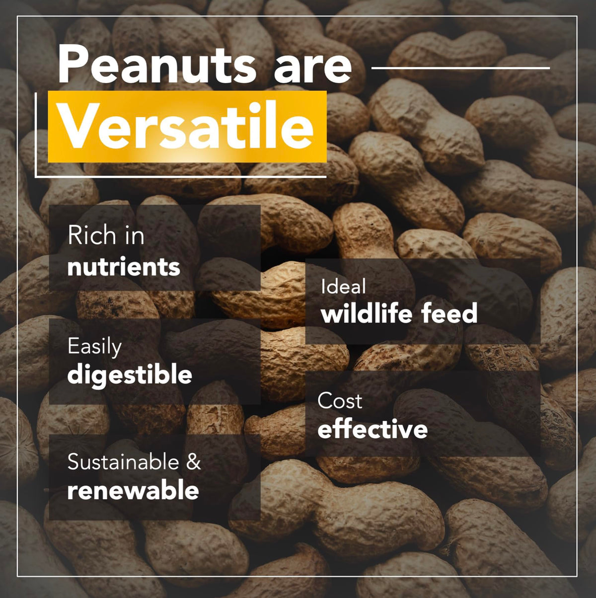 Raw Peanuts 50 LBS J540827