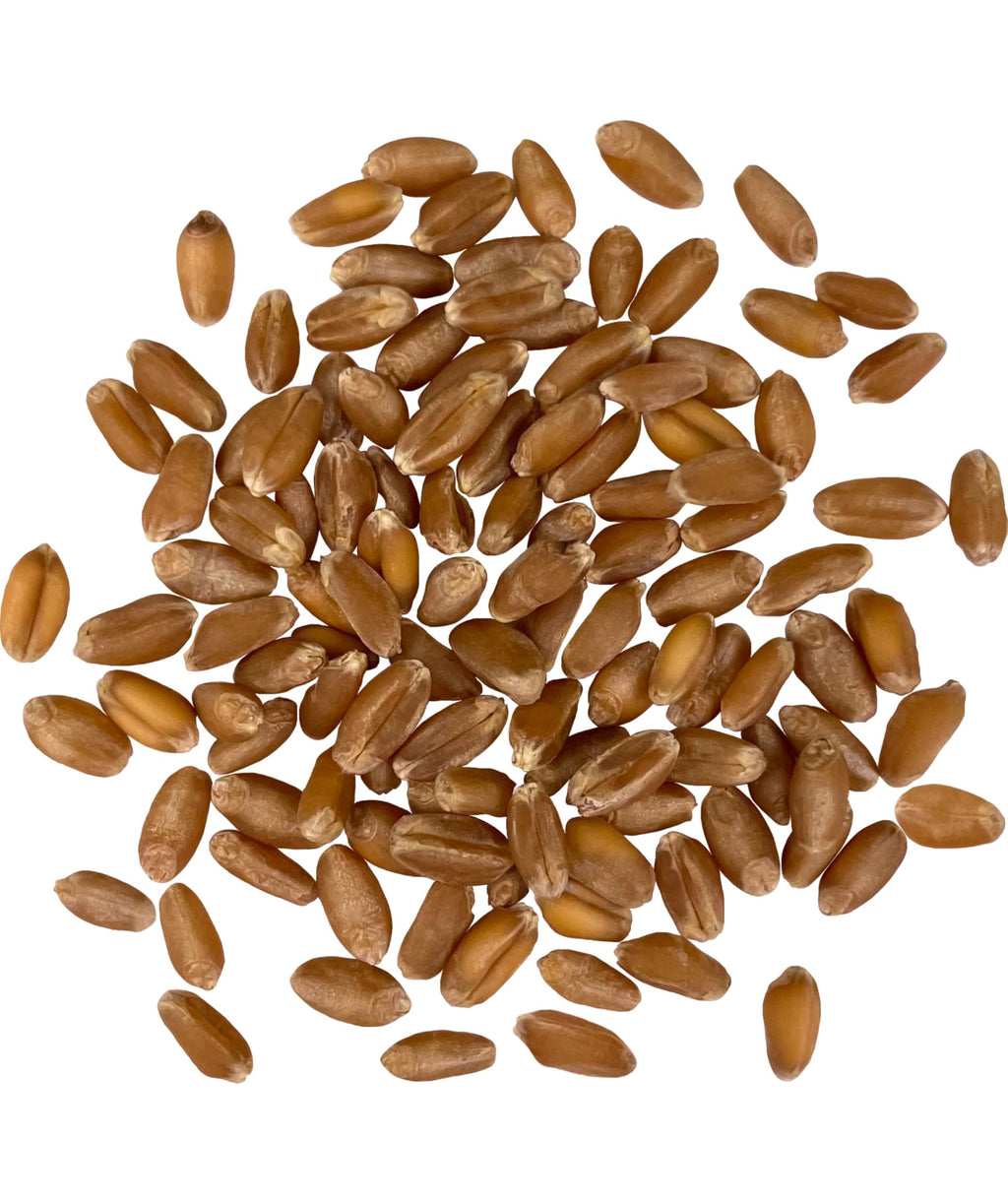 Hard Red Winter Wheat Berries 25 LBS Bucket Q646996