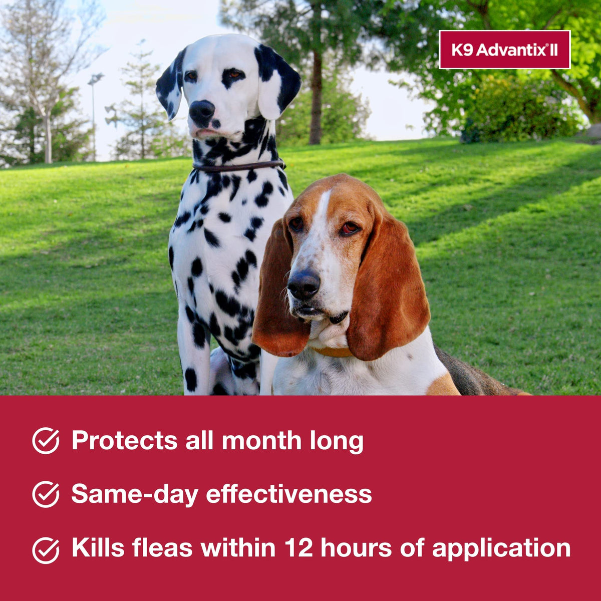 Flea & Tick Topical for Large Dogs 21–55 lbs., 2ct L964911