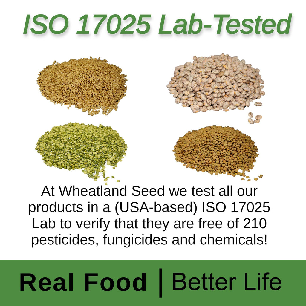 Hard White Wheat Berries 25 lb Bulk Non GMO F7133