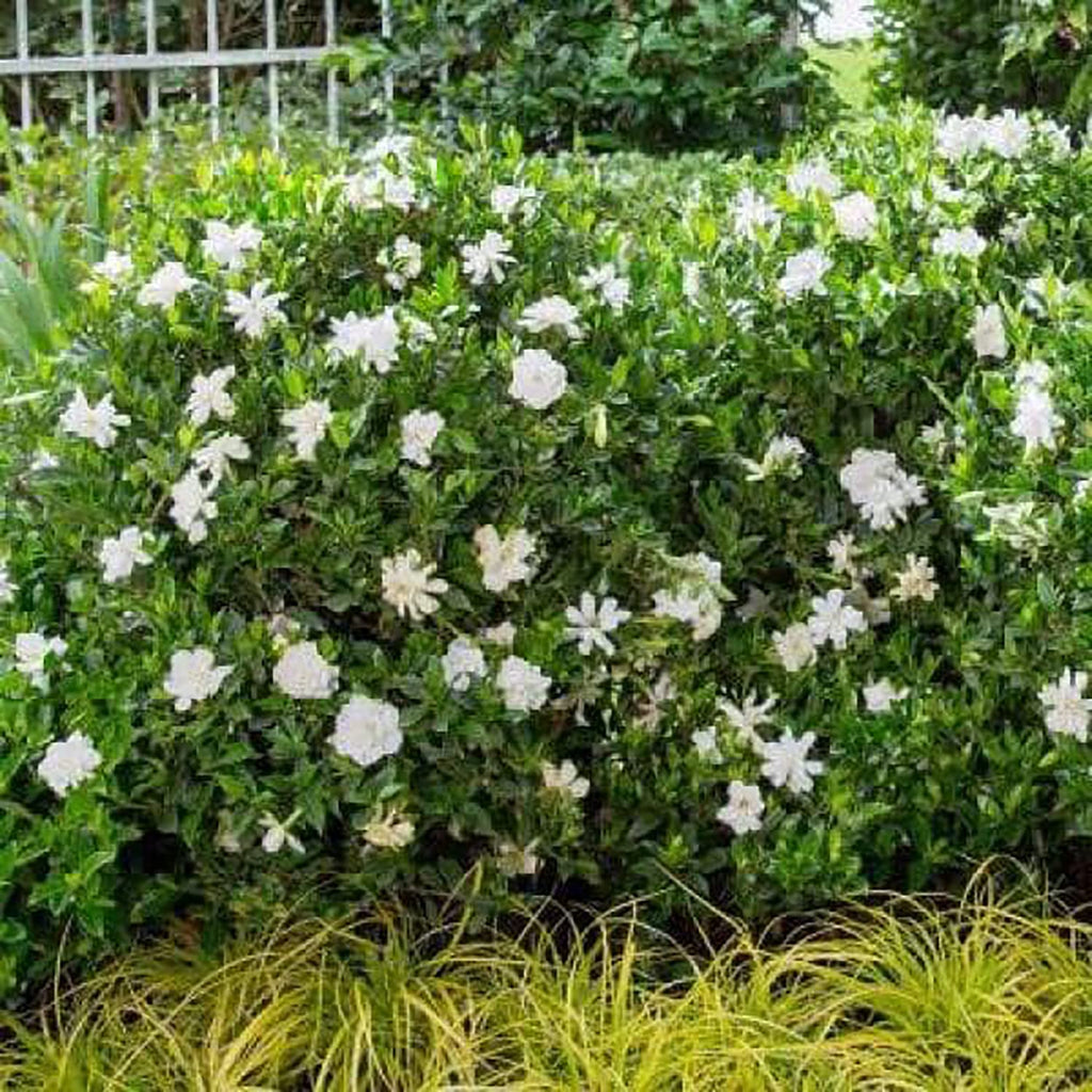 2 Gallon Fragrant White Blooms Flowering Evergreen Shrub G70111